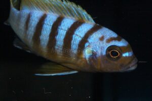 Metriaclima sp. 'zebra long pelvic' Mdoka